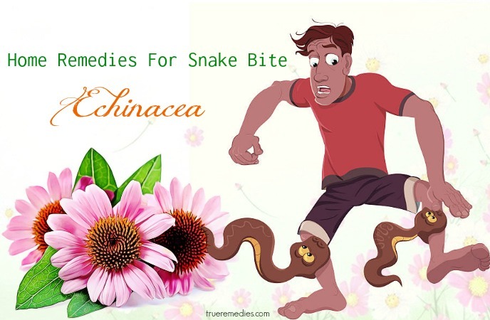 biện pháp khắc phục tại nhà cho rắn cắn - echinacea