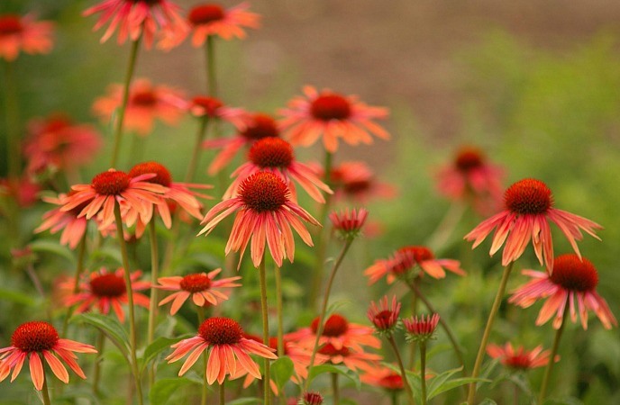 home remedies for cellulitis - echinacea