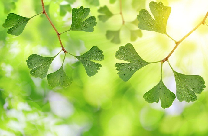 home remedies for wheezing - gingko biloba