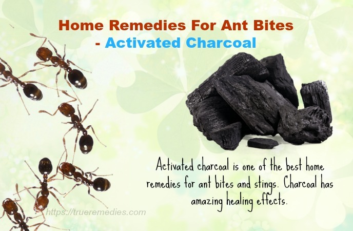 home remedies for ant bites 