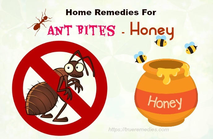 home remedies for ant bites - honey