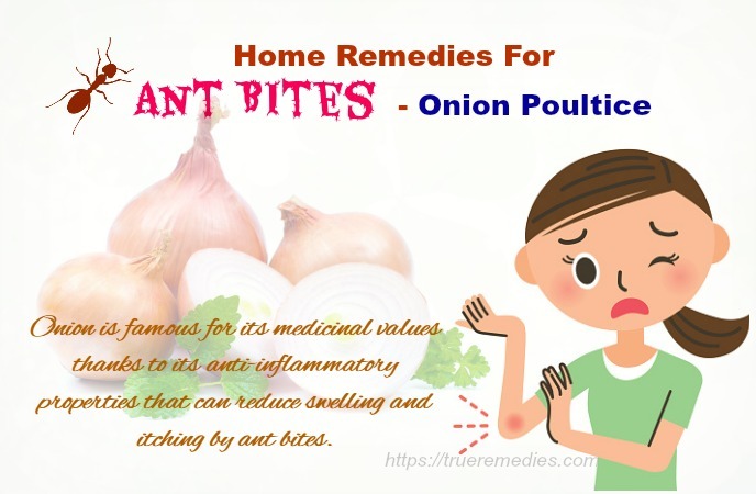 home remedies for ant bites - onion poultice