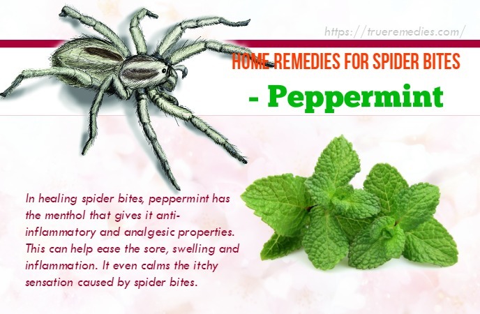 home remedies for spider bites - peppermint