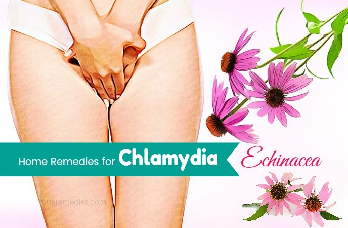 home remedies for chlamydia - echinacea