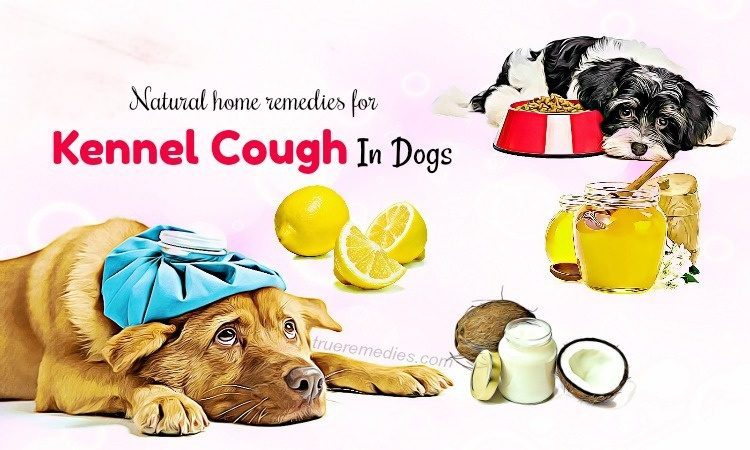 home remedies for kennel cough