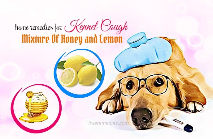 home remedies for kennel cough