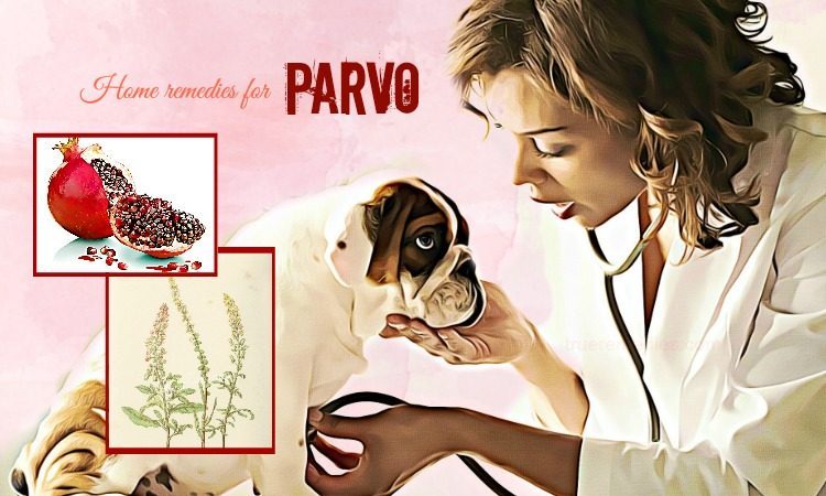 home remedies for parvo