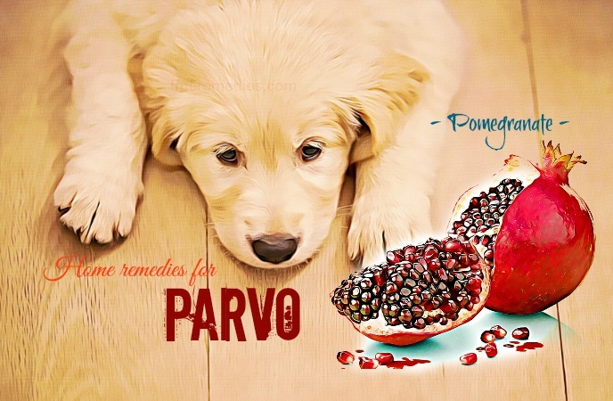 home remedies for parvo 