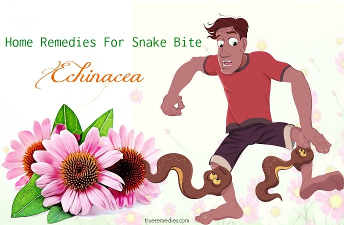 home remedies for snake bite - echinacea