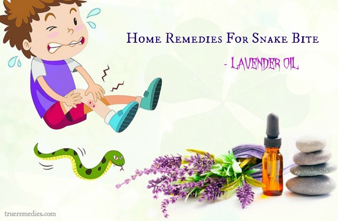 home remedies for snake bite - lavender oil