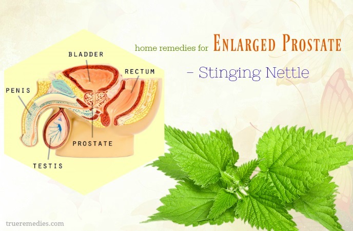 home remedies for enlarged prostate gland - stinging nettle