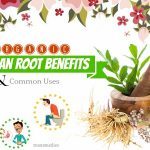 organic valerian root benefits
