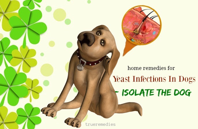 isolate the dog to prevent yeast from spreading to other pets