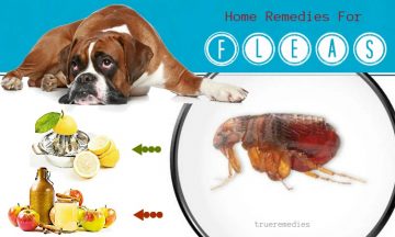 home remedies for fleas in dogs