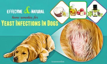 effective home remedies for yeast infections in dogs