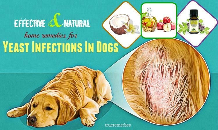 26 Effective Natural Home Remedies For Yeast Infections In Dogs