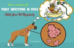 26 Effective & Natural Home Remedies For Yeast Infections In Dogs