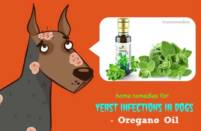 oregano oil