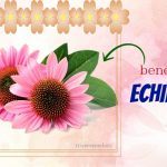 health benefits of echinacea