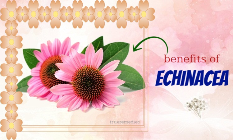 health benefits of echinacea
