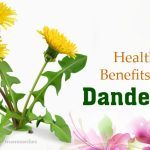 beauty and health benefits of dandelion