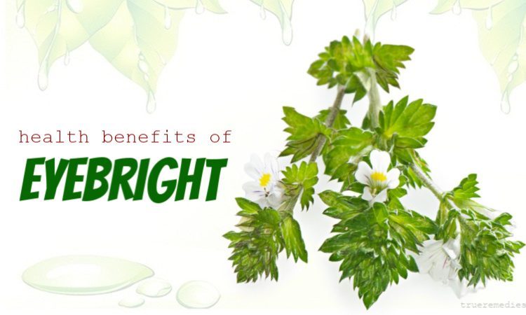health benefits of eyebright herb